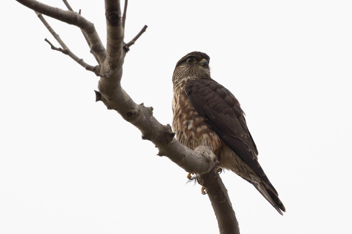 Merlin - ML647331338