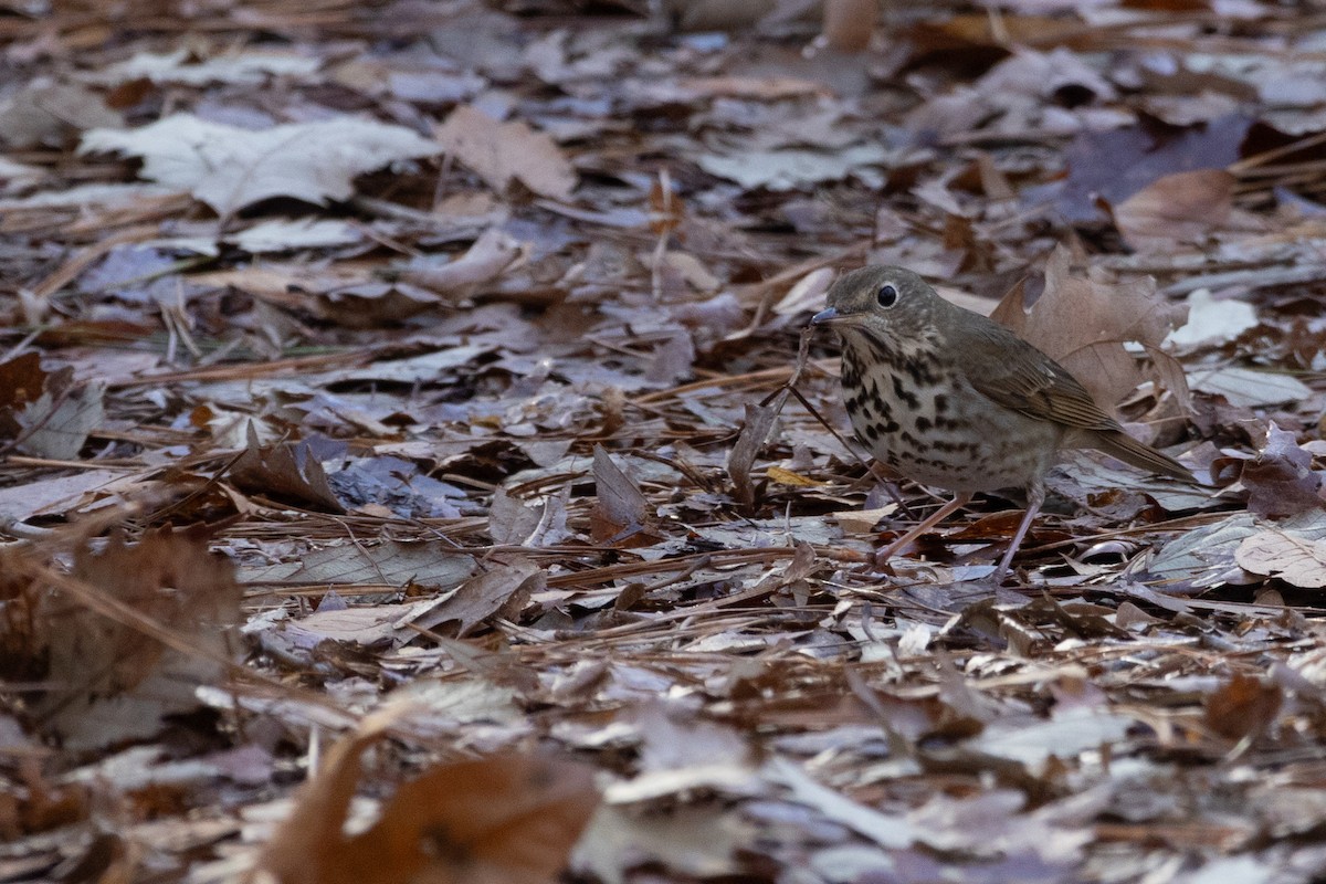チャイロコツグミ - ML647331343