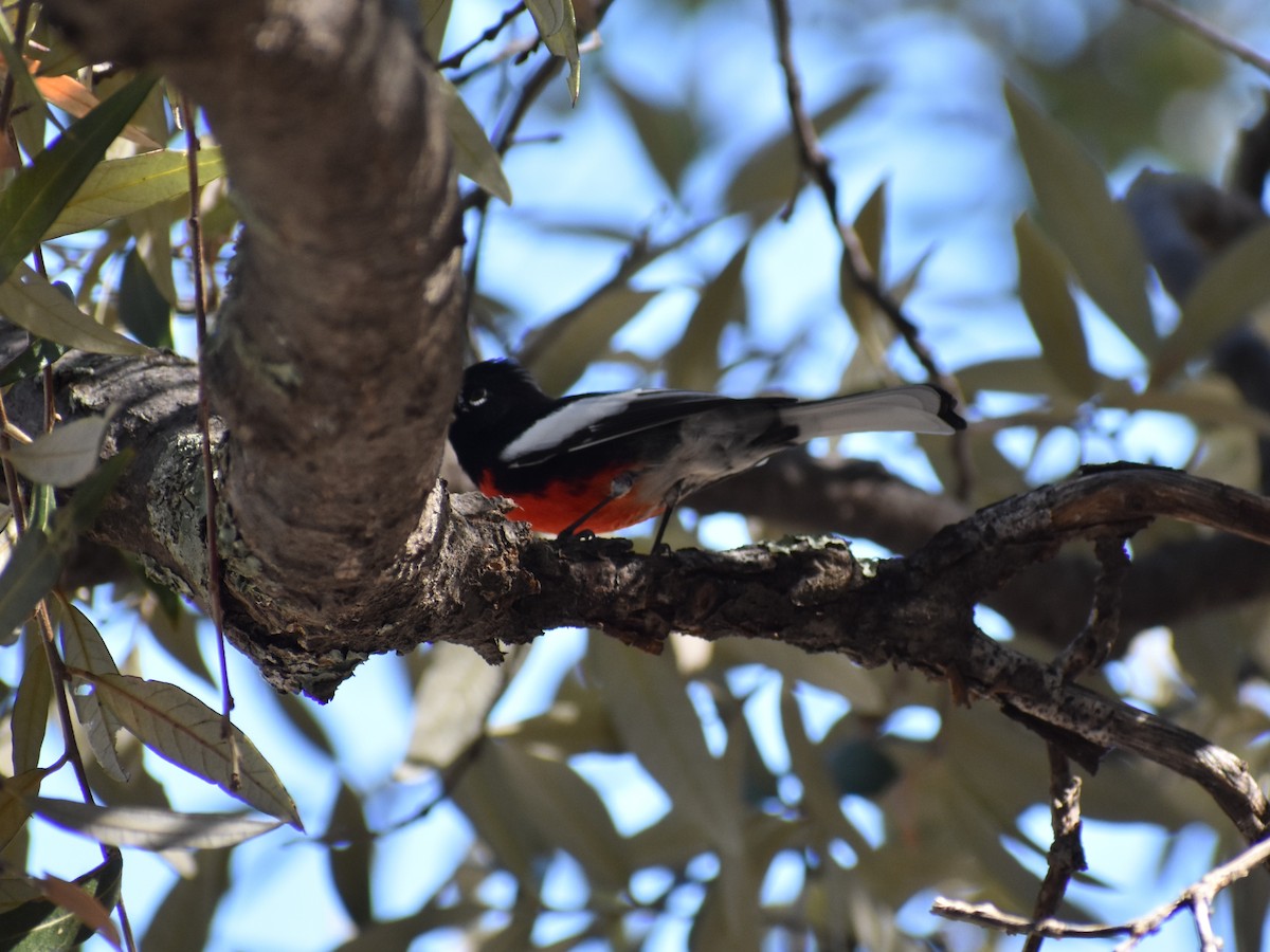 Painted Redstart - ML647331344
