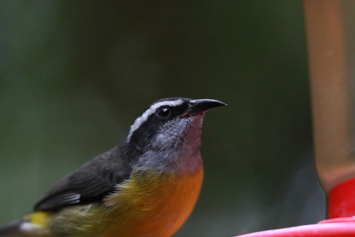 Sucrier à ventre jaune - ML647331348