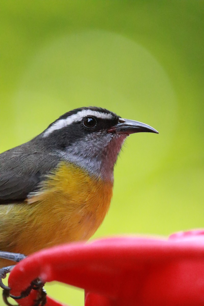 Sucrier à ventre jaune - ML647331349