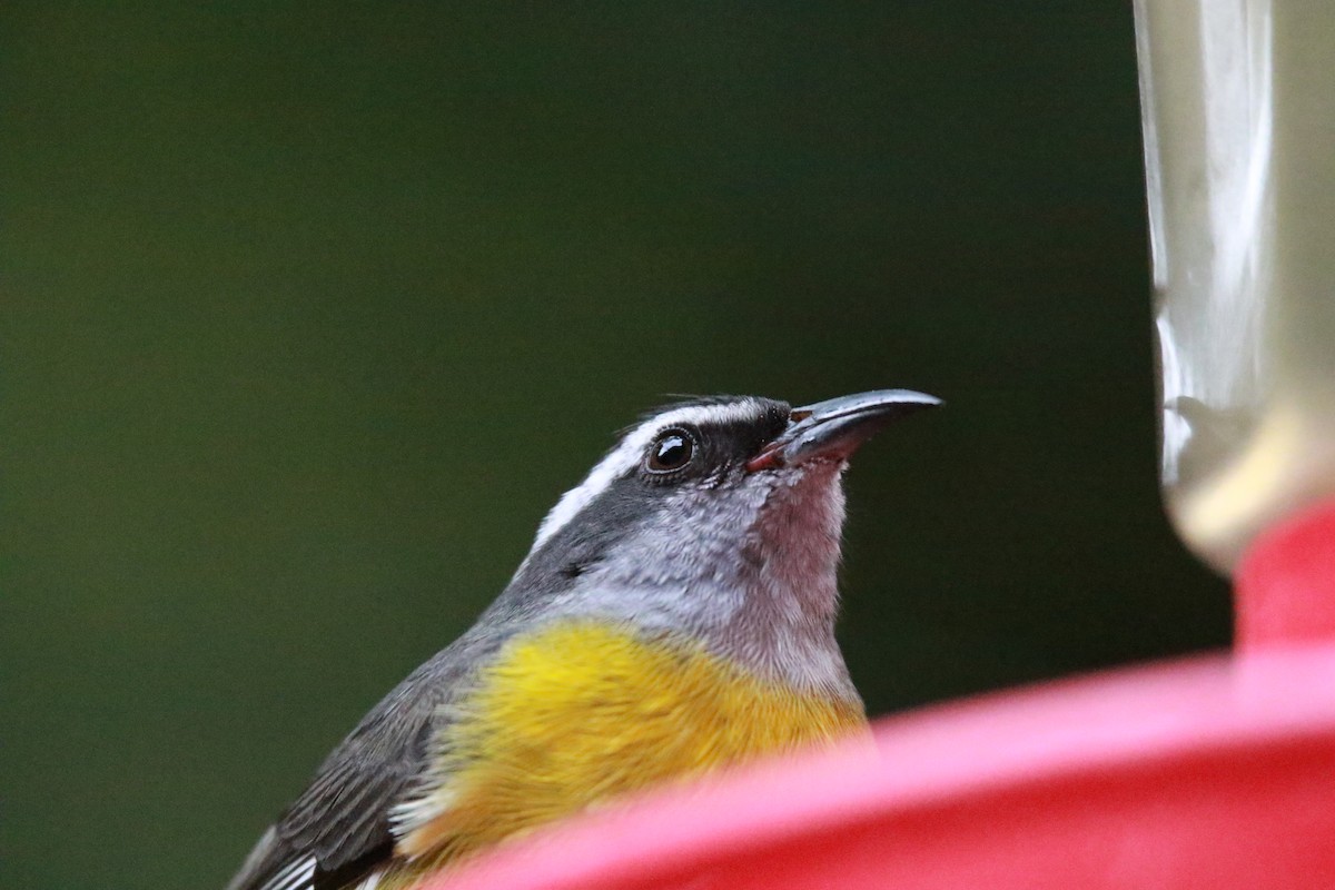Sucrier à ventre jaune - ML647331350
