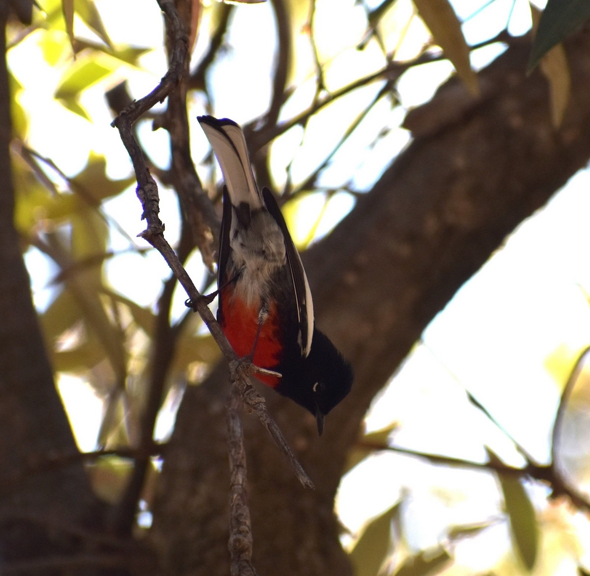 Painted Redstart - ML647331351