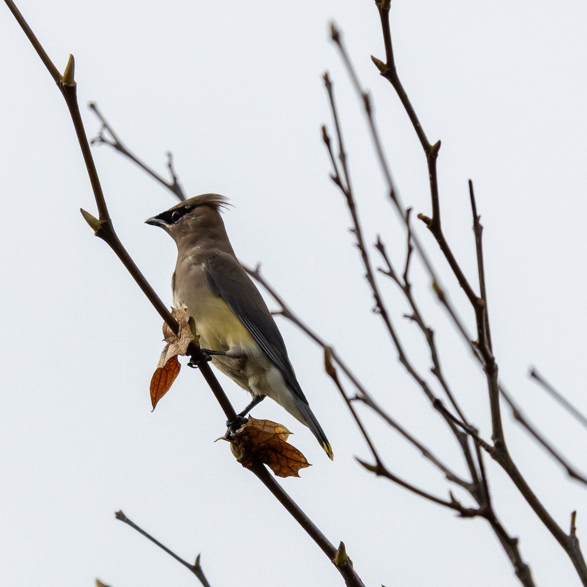 Cedar Waxwing - ML647331352