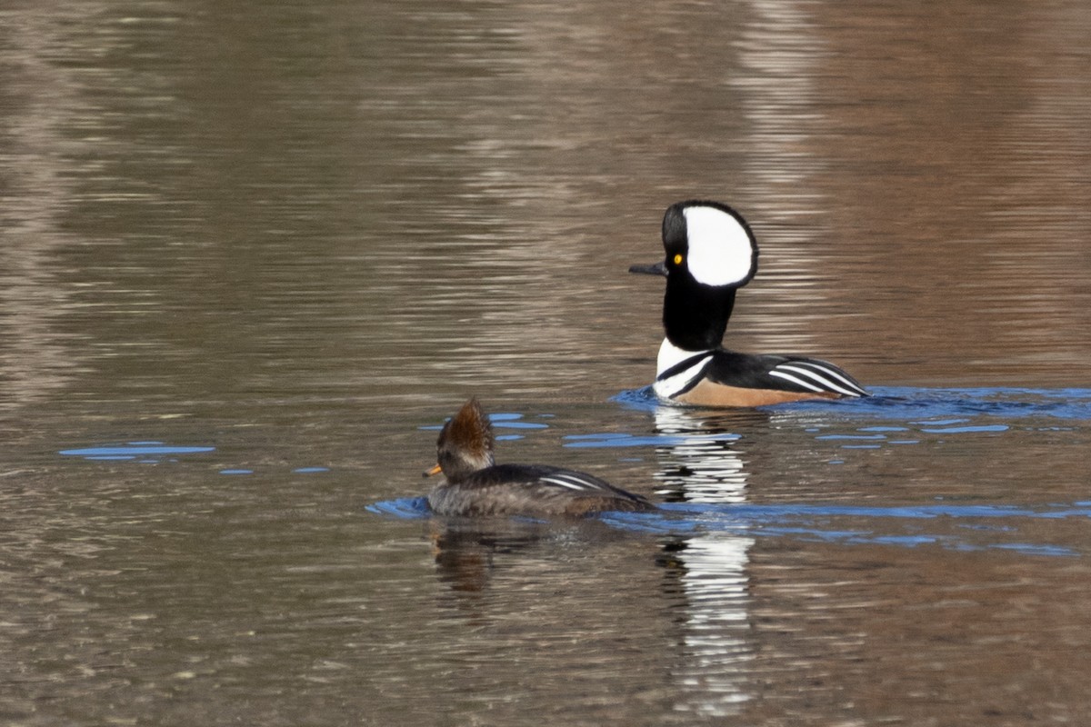 オウギアイサ - ML647331357