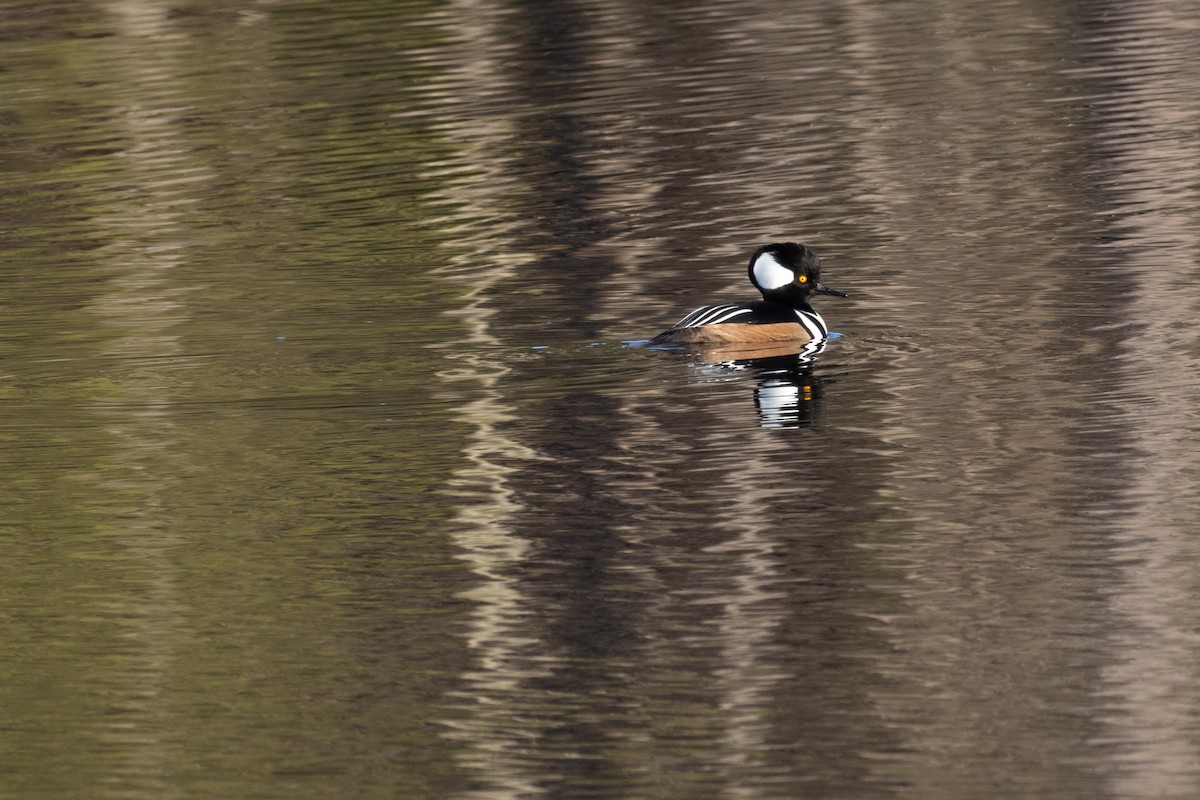 オウギアイサ - ML647331358