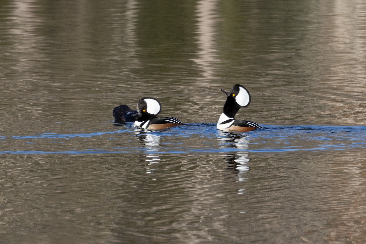 オウギアイサ - ML647331359