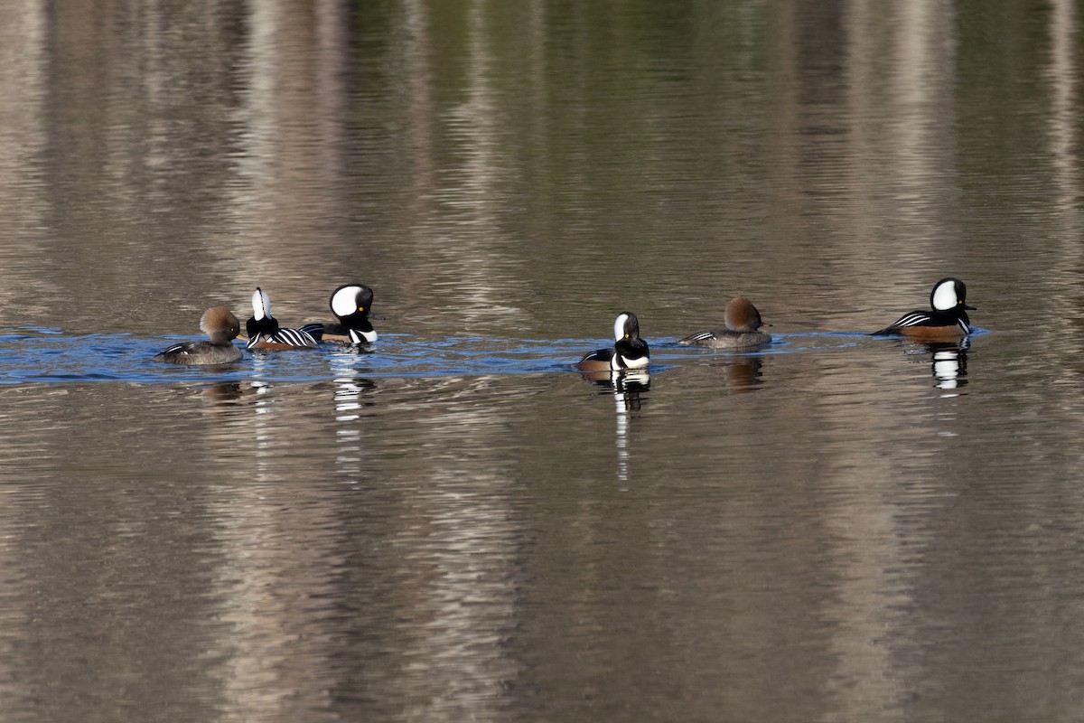 オウギアイサ - ML647331360