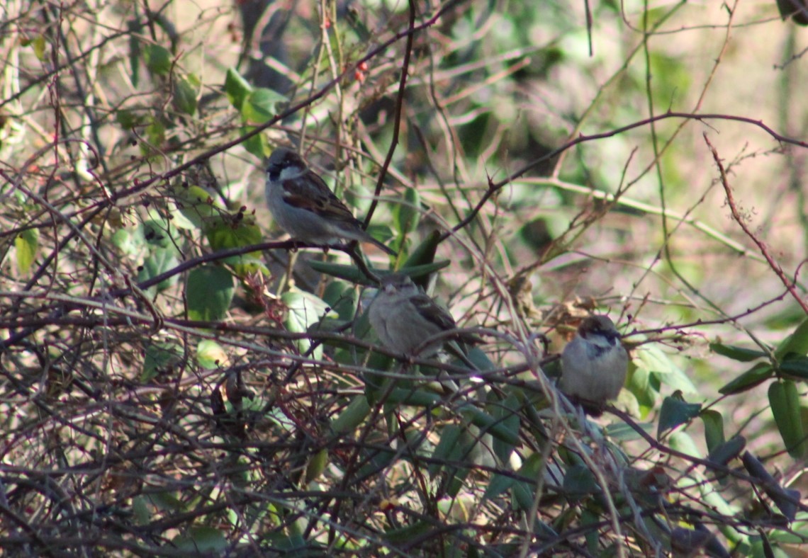 House Sparrow - ML647331363