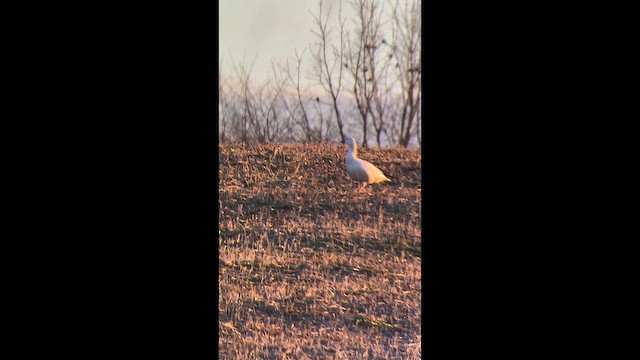 Küçük Kar Kazı - ML647331369