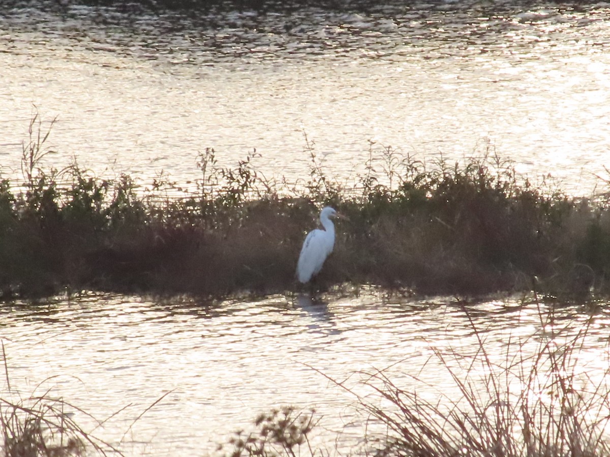 Gray Heron - ML647331375