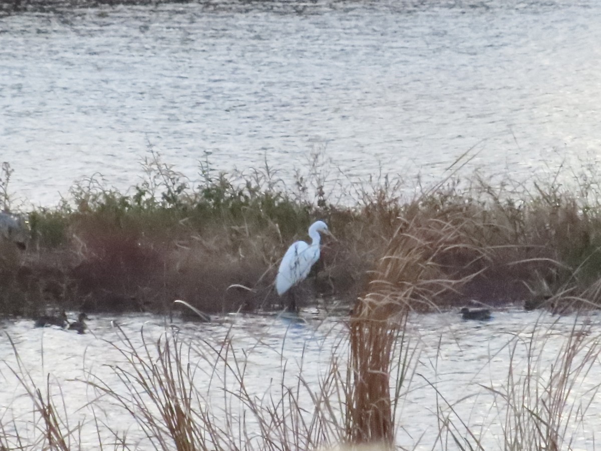 Gray Heron - ML647331376