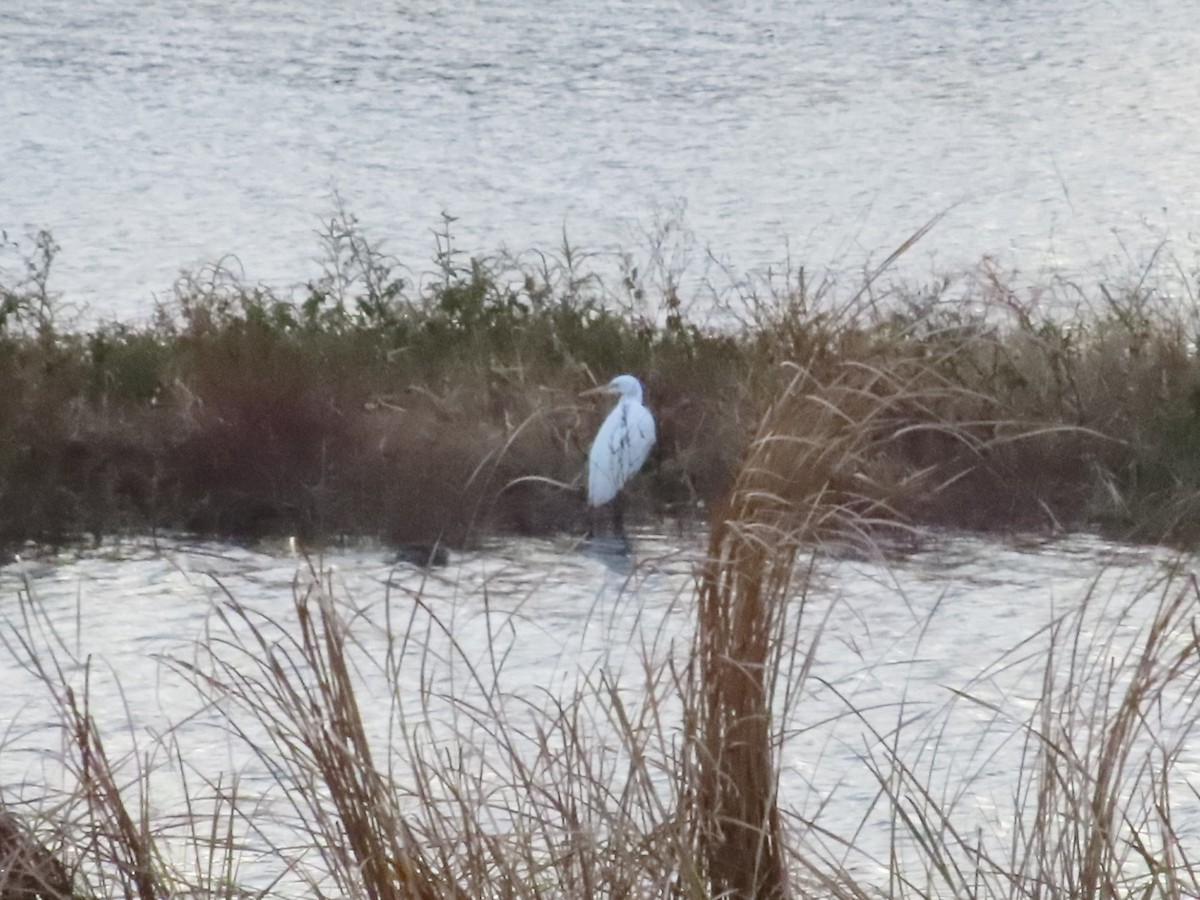 Gray Heron - ML647331377
