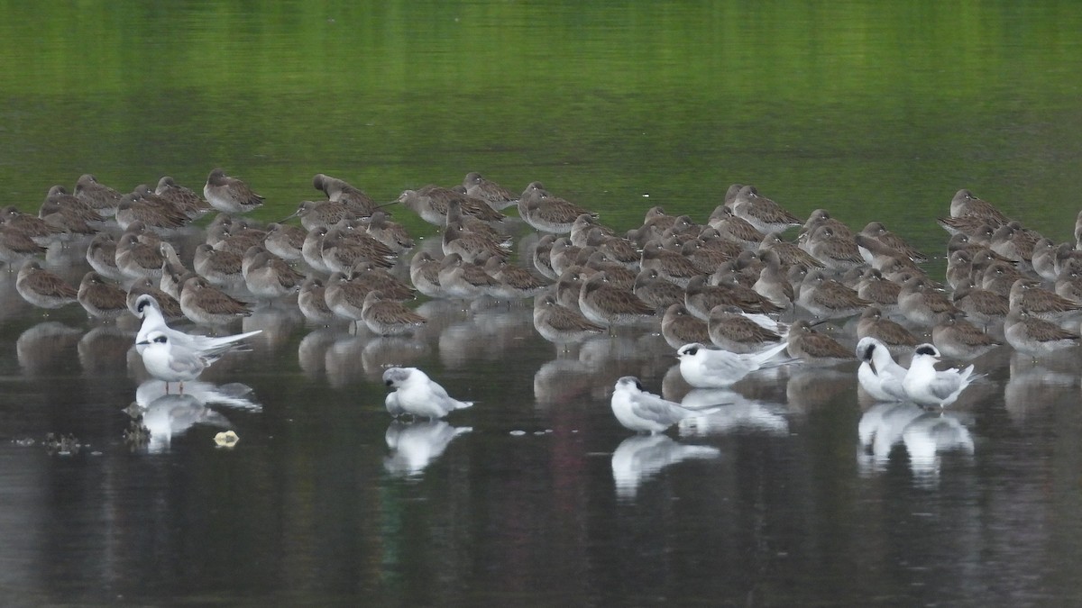 Forster's Tern - ML647331378