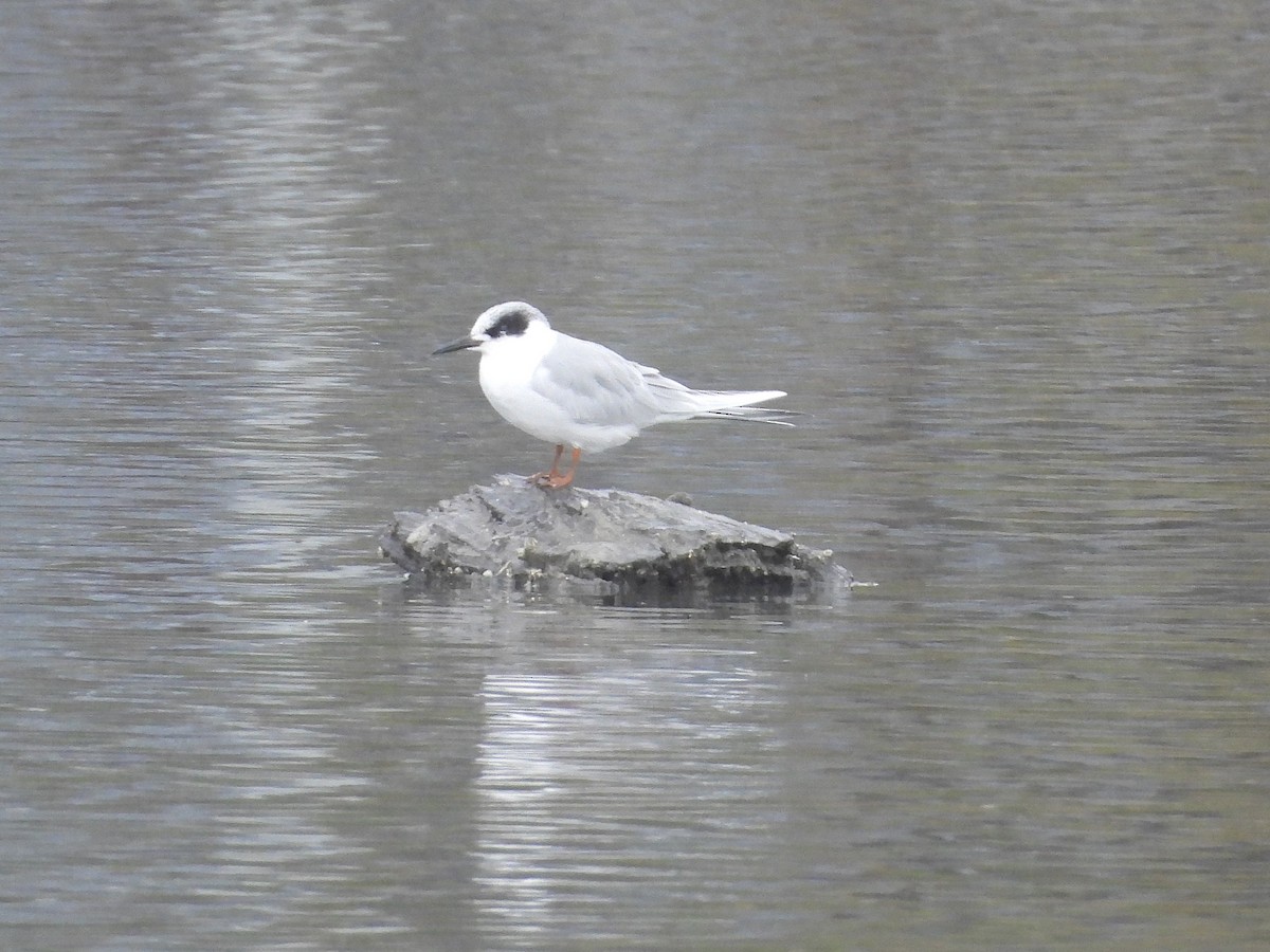 Forster's Tern - ML647331383