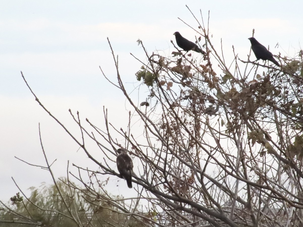 Eastern Buzzard - ML647331398