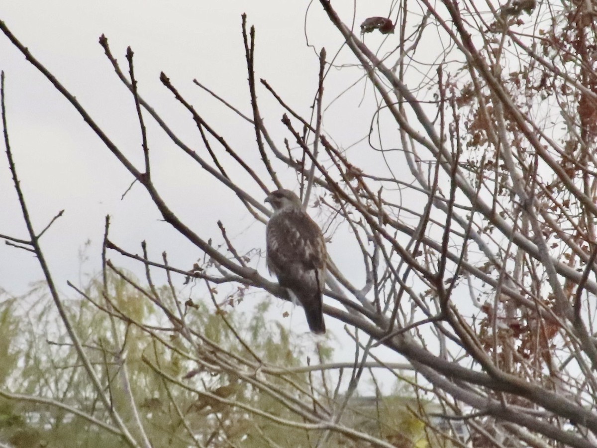 Eastern Buzzard - ML647331399