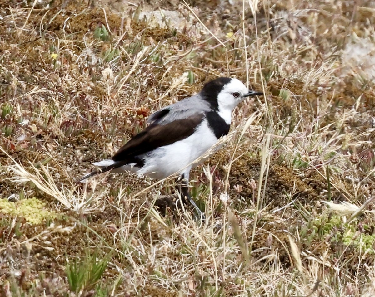 White-fronted Chat - ML647331401