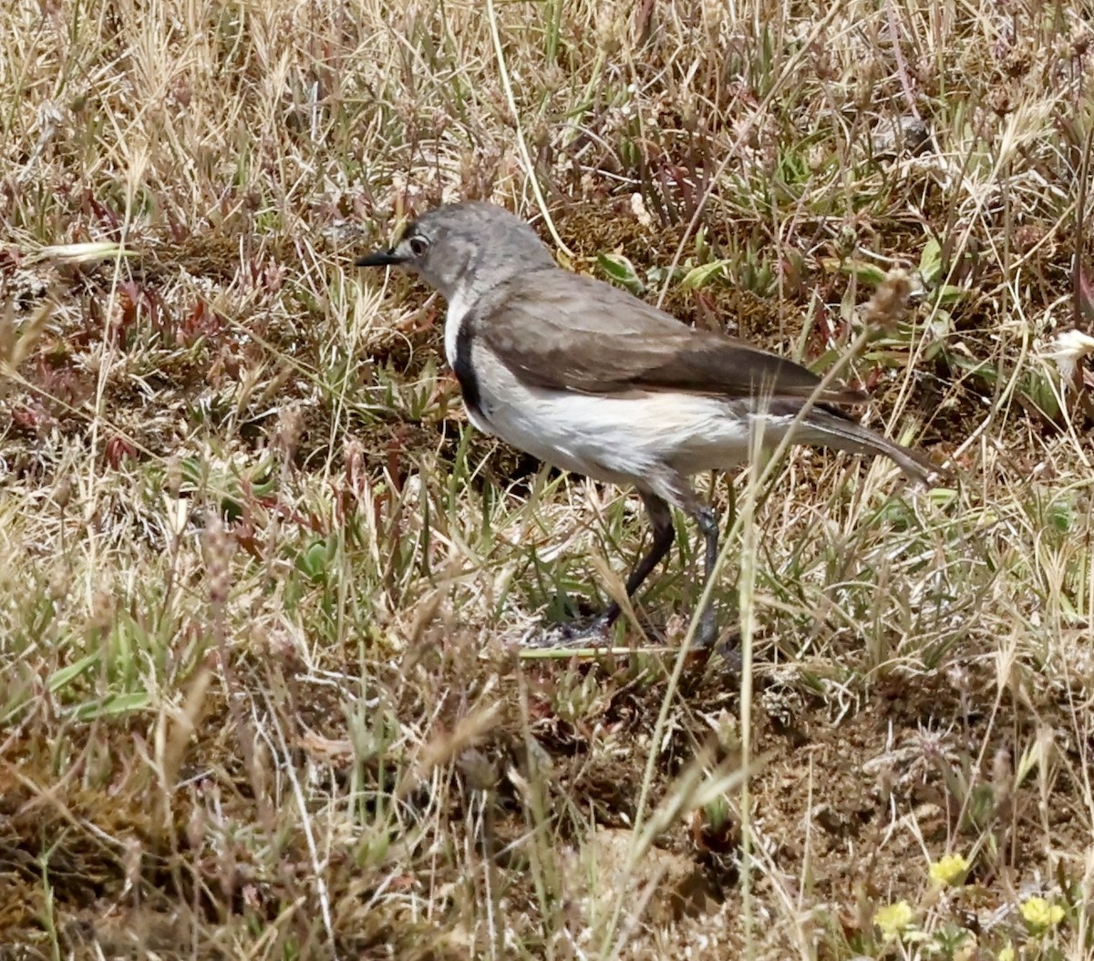 White-fronted Chat - ML647331402