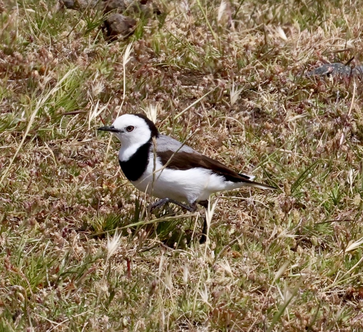 White-fronted Chat - ML647331403