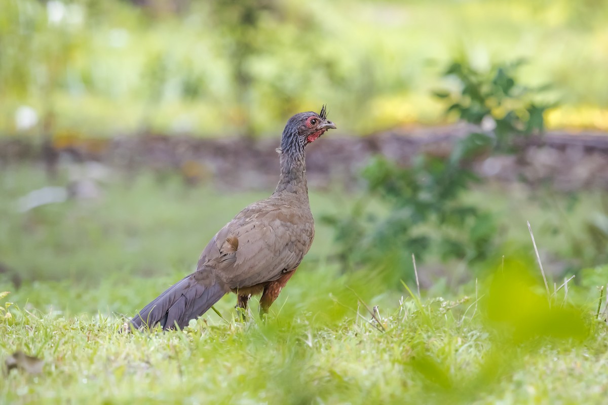 Rufous-bellied Chachalaca - ML647331409