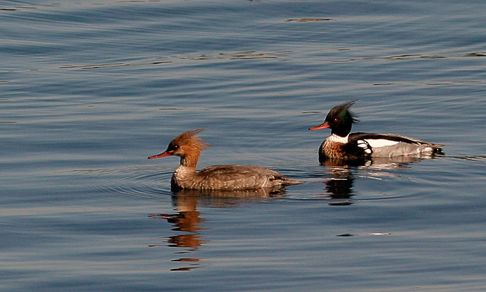 Red-breasted Merganser - ML64733141