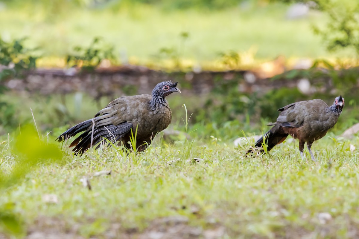 Rufous-bellied Chachalaca - ML647331410