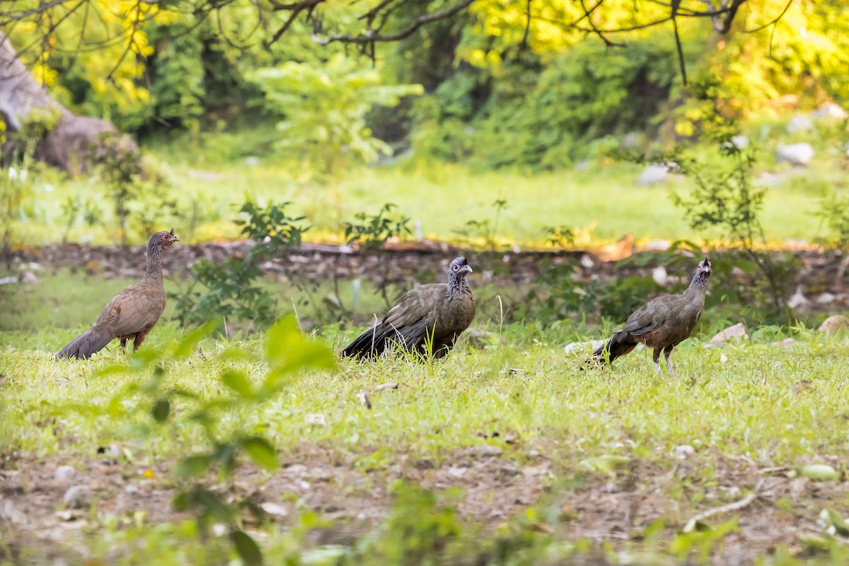 Rufous-bellied Chachalaca - ML647331411