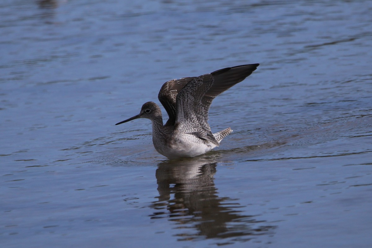 オオキアシシギ - ML647331414