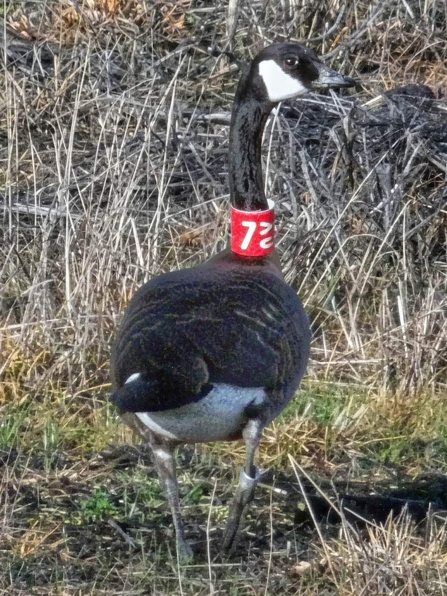 kanadagås - ML647331422