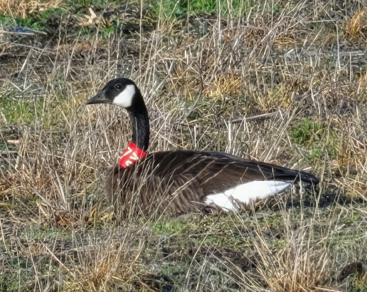 kanadagås - ML647331423