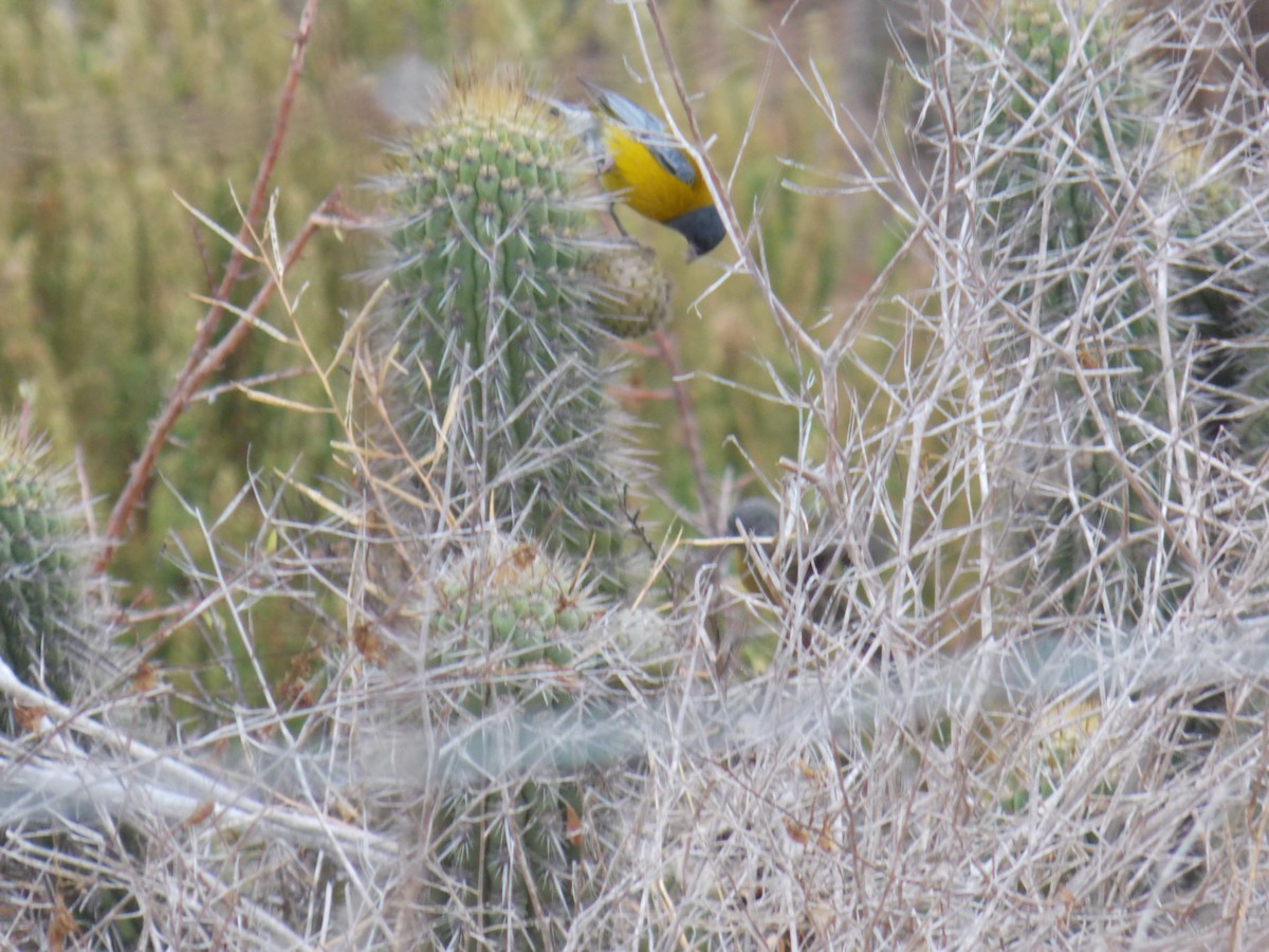 Gray-hooded Sierra Finch - ML647331432