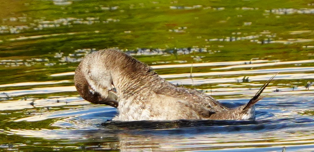 Ruddy Duck - ML647331449