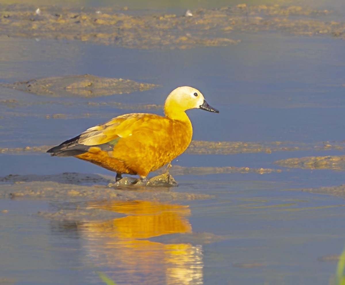 Огар рудий - ML647331454