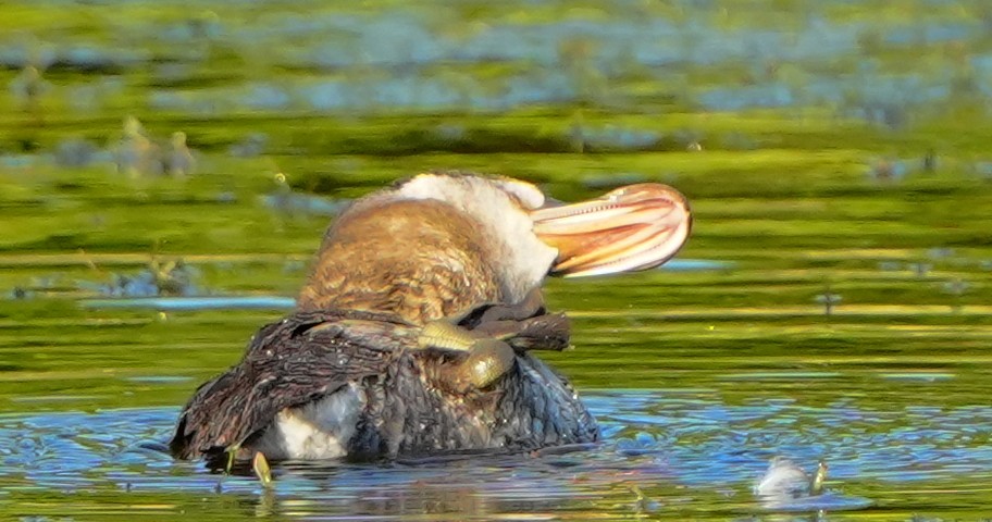 Ruddy Duck - ML647331460