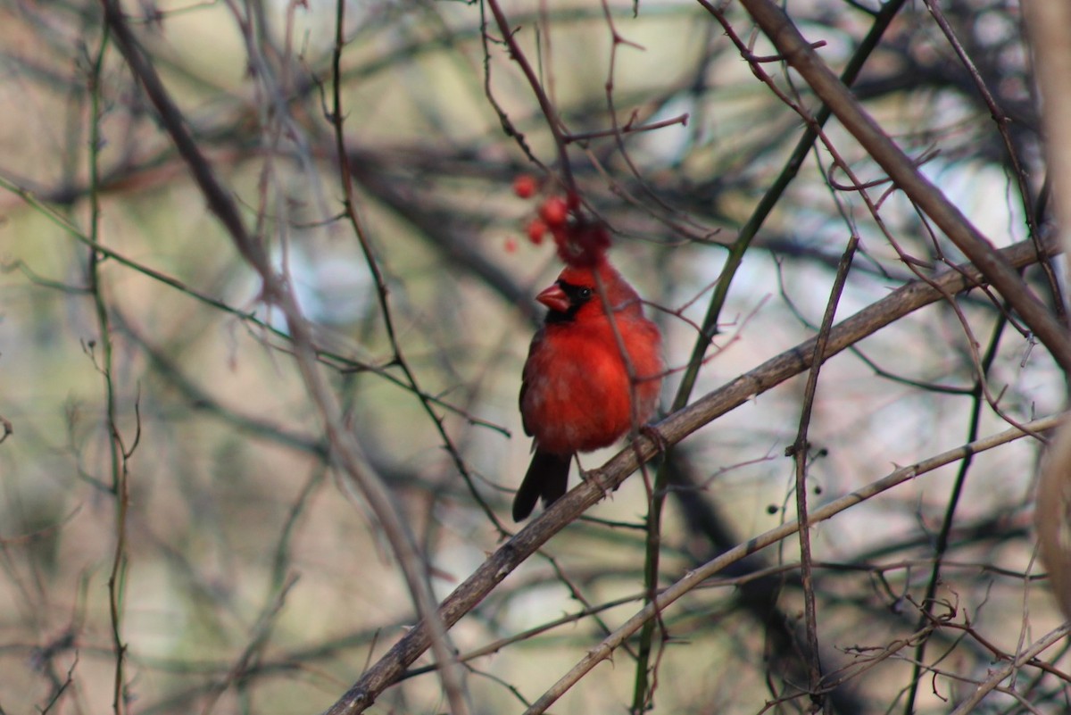 Northern Cardinal - ML647331461