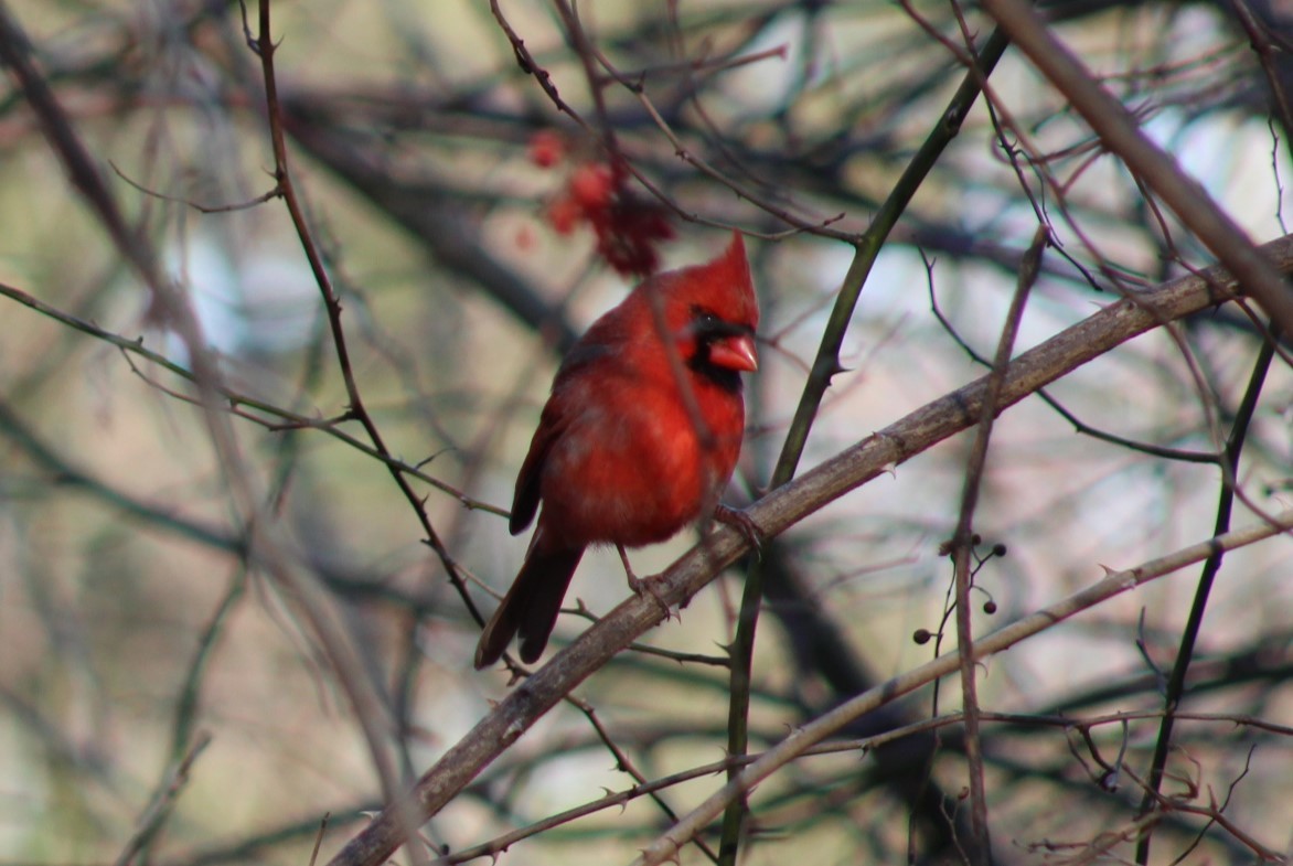 Northern Cardinal - ML647331462