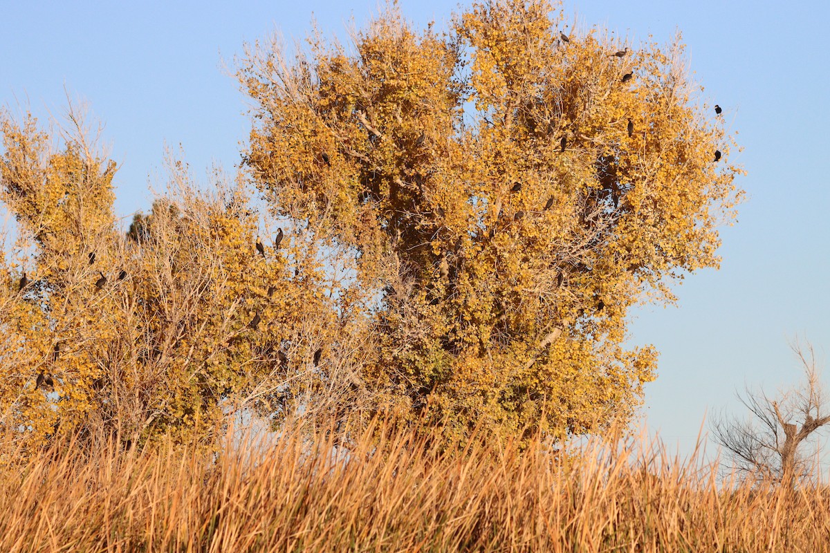Double-crested Cormorant - ML647331463