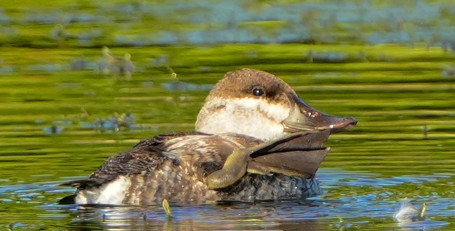 Ruddy Duck - ML647331465