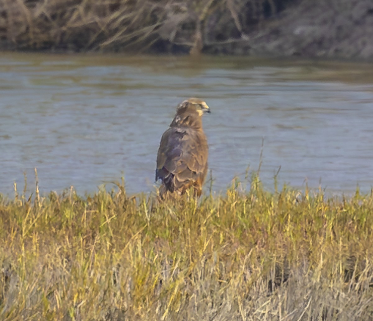 østsivhauk - ML647331471