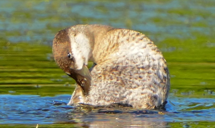 Ruddy Duck - ML647331472