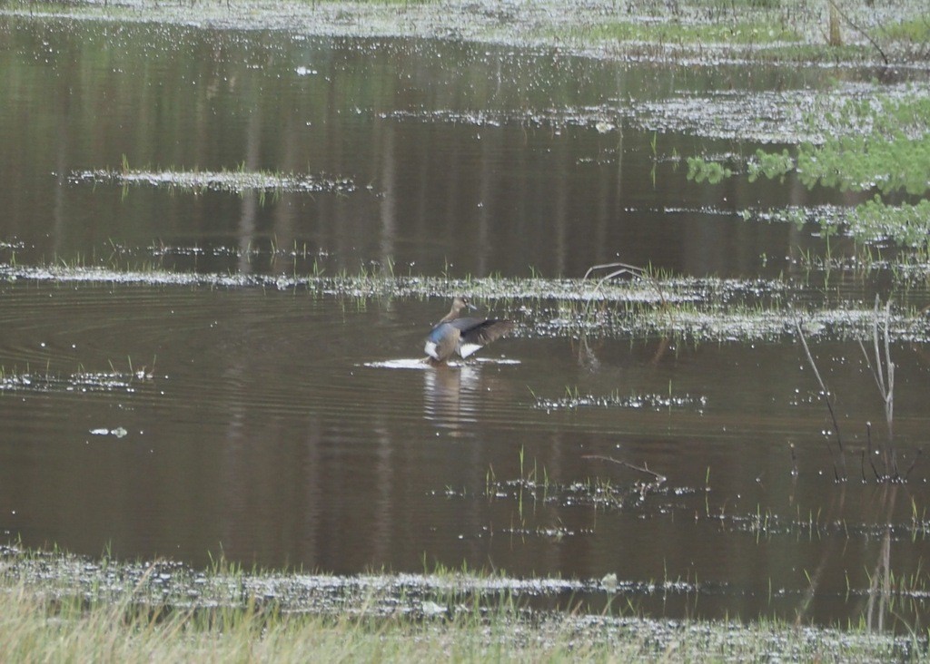 Alzavola brasiliana - ML647331473