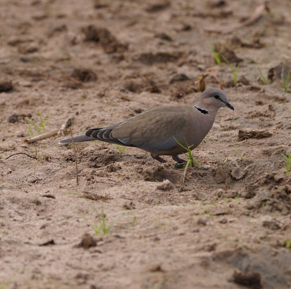Ring-necked Dove - ML647331474