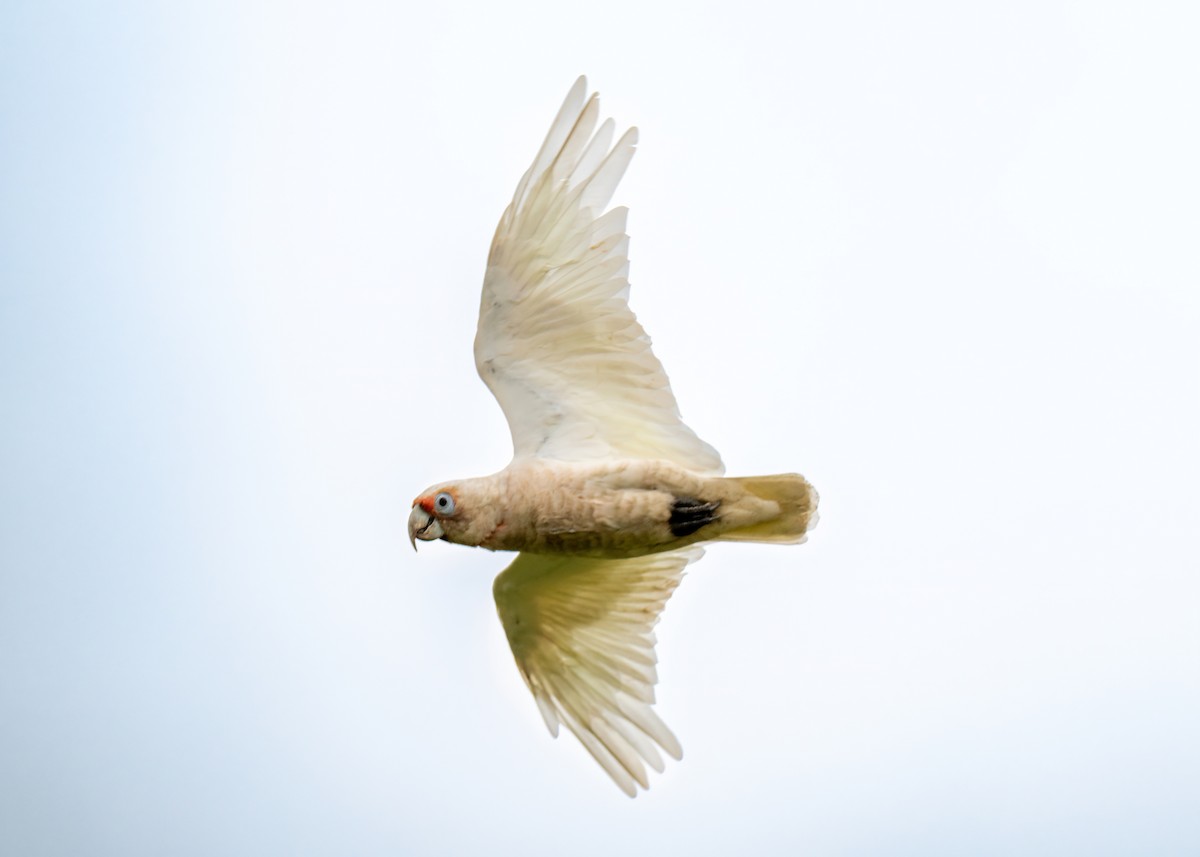 Long-billed Corella - ML647331475