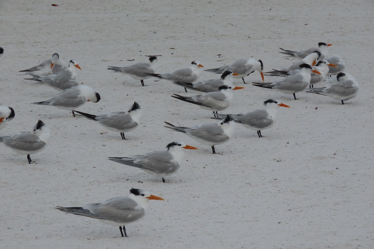 Royal Tern - ML647331476