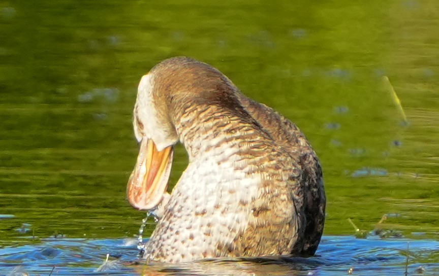 Gobbo della Giamaica - ML647331478