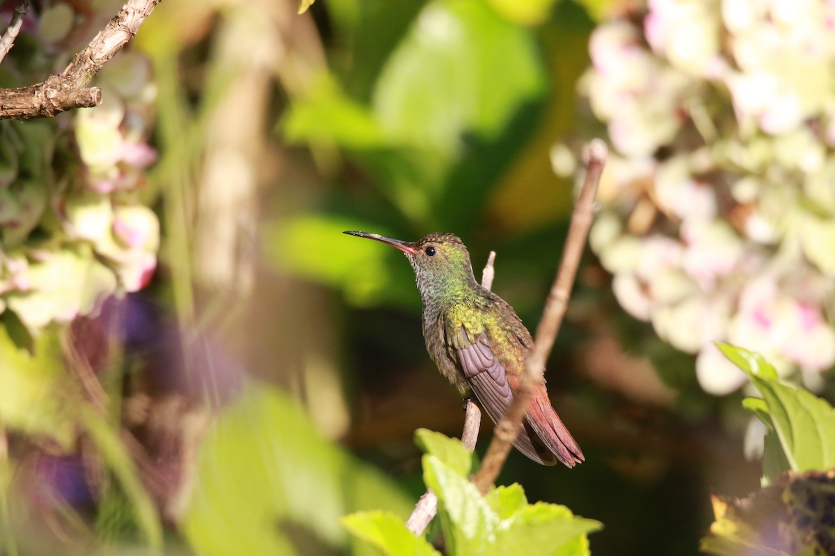 Rufous-tailed Hummingbird - ML647331479