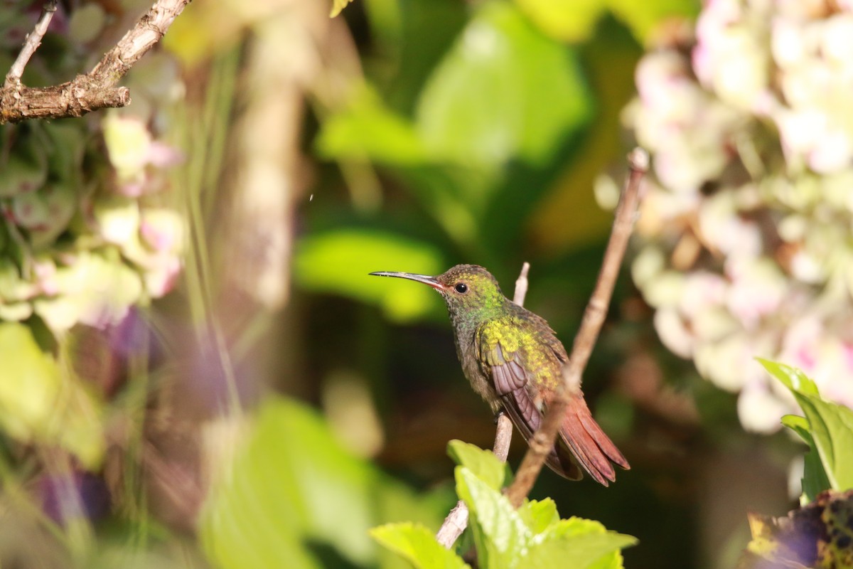 Rufous-tailed Hummingbird - ML647331480