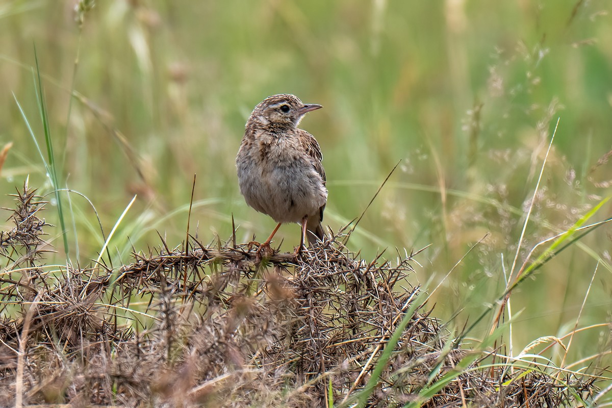 Australian Pipit - ML647331481