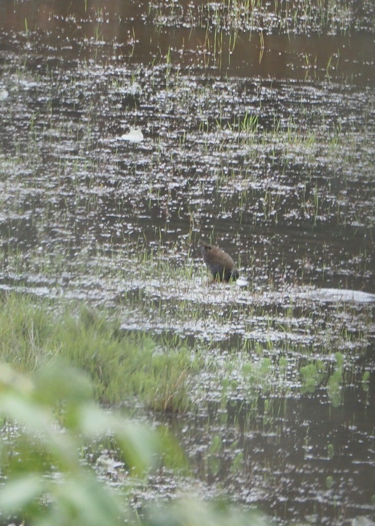 Plumbeous Rail - ML647331482